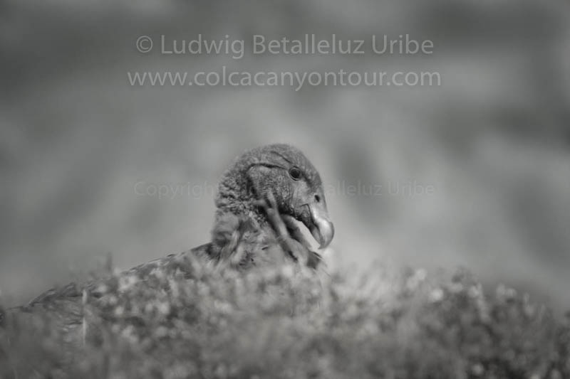 Tour Colca condor