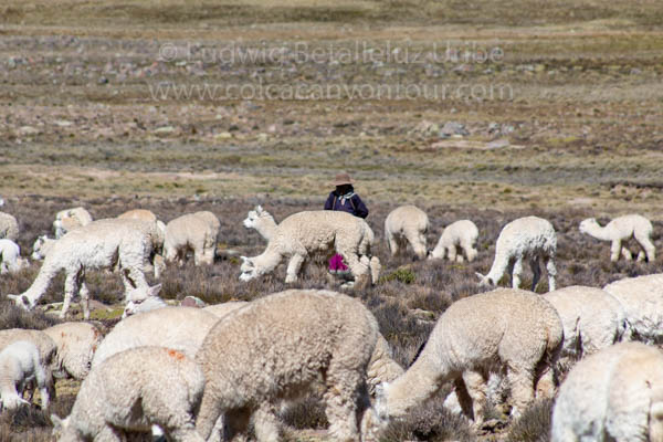 Day trip Colca Canyon and bus to Puno
