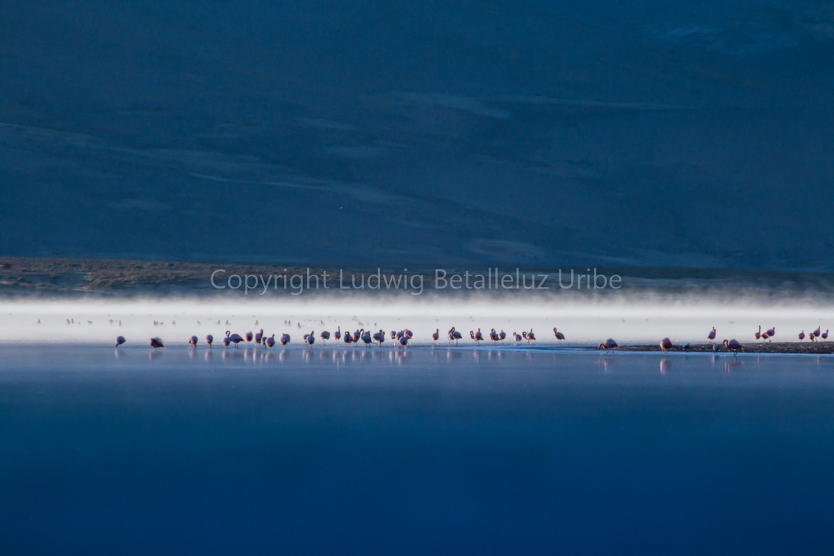 flamingos at Mucurca ©lrbu