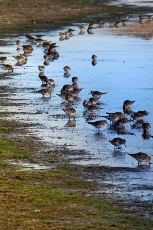 Mucurca Lake hosts many enedemic and migrant birds ©lrbu