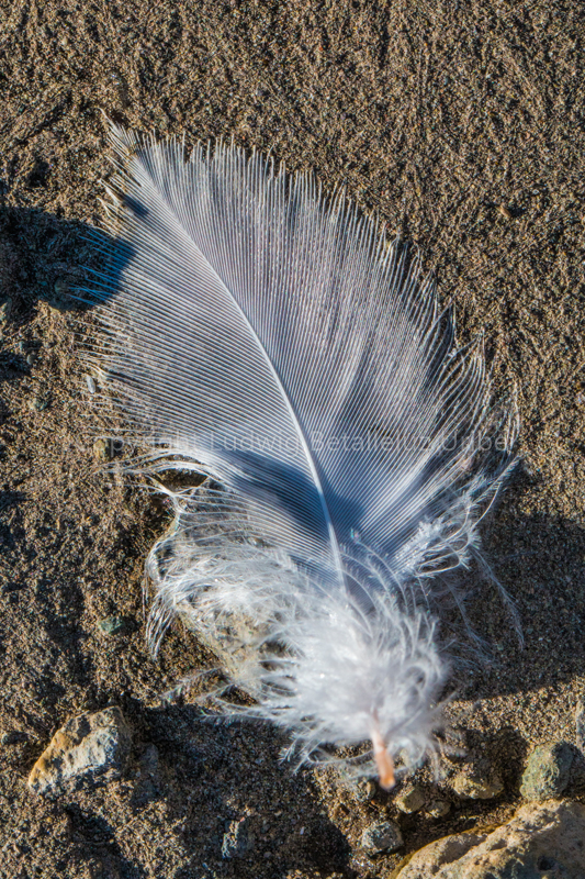 Feather bird Texture ©lrbu