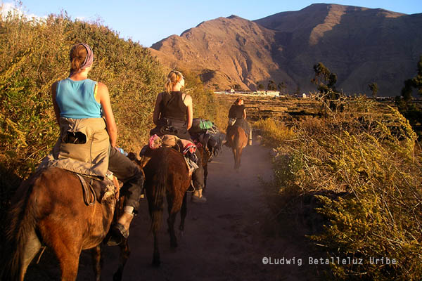 Sangalle Colca Canyon Donkeys