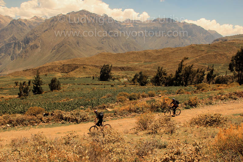 Ciclying Colca Canyon