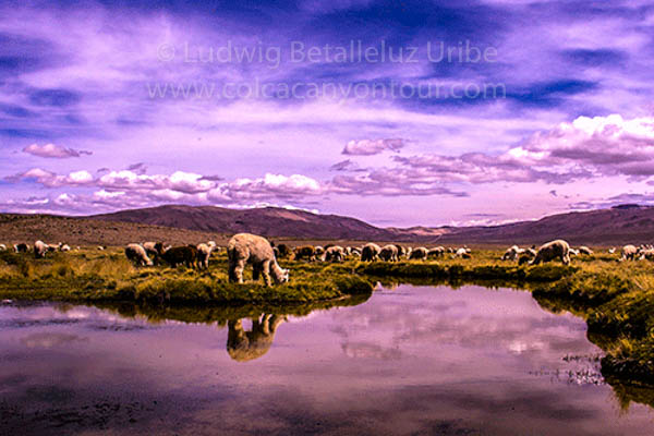 Colca transfer to Puno