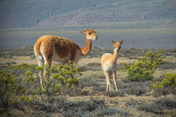 Colca Canyon and bus to Puno