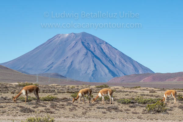 Colca Canyon Classic Tour