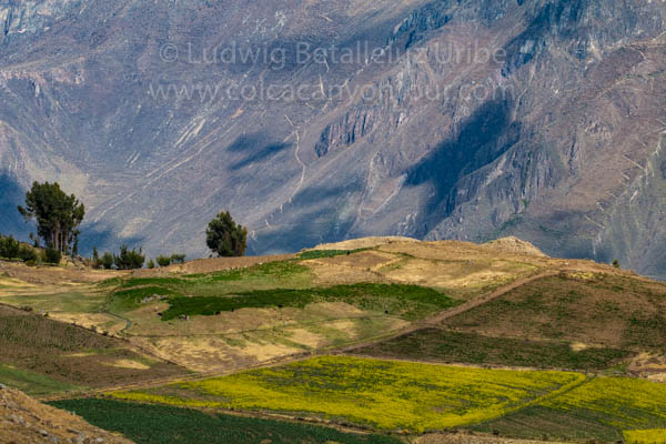 Trekking Colca Canyon 3 days