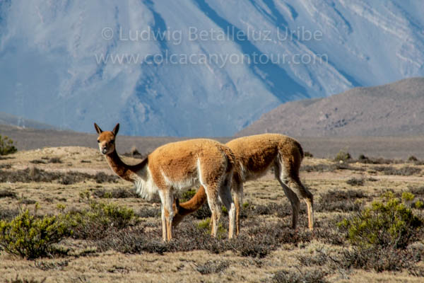 Trekking Colca Canyon 3 days