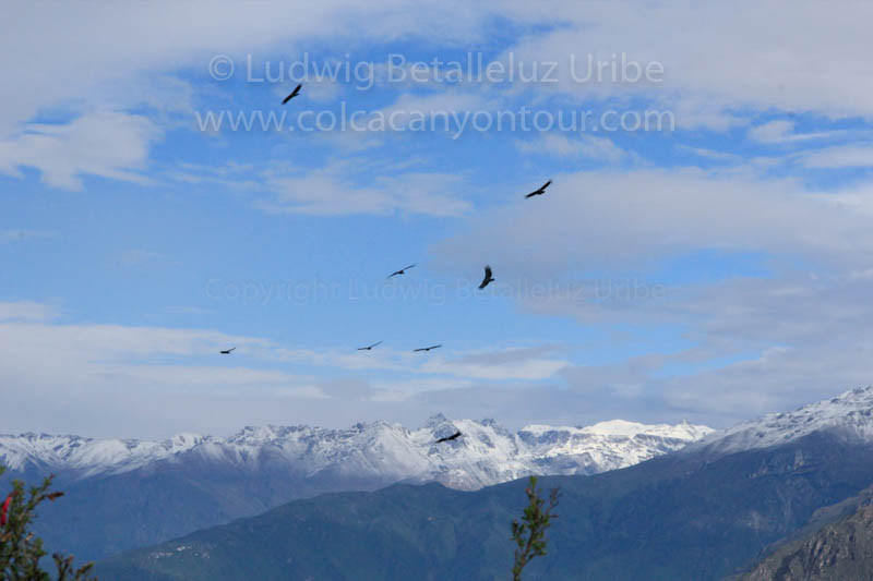 Visit Cruz del Condor