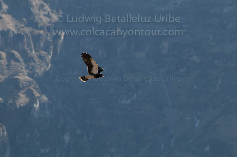 Anden Condor Tour