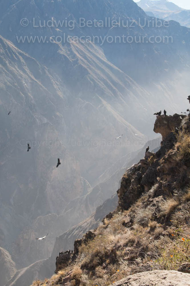 Colca Canyon 