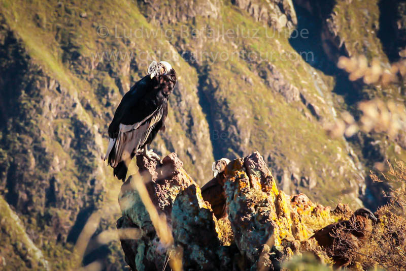 Mountain Bike Cruz del Condor