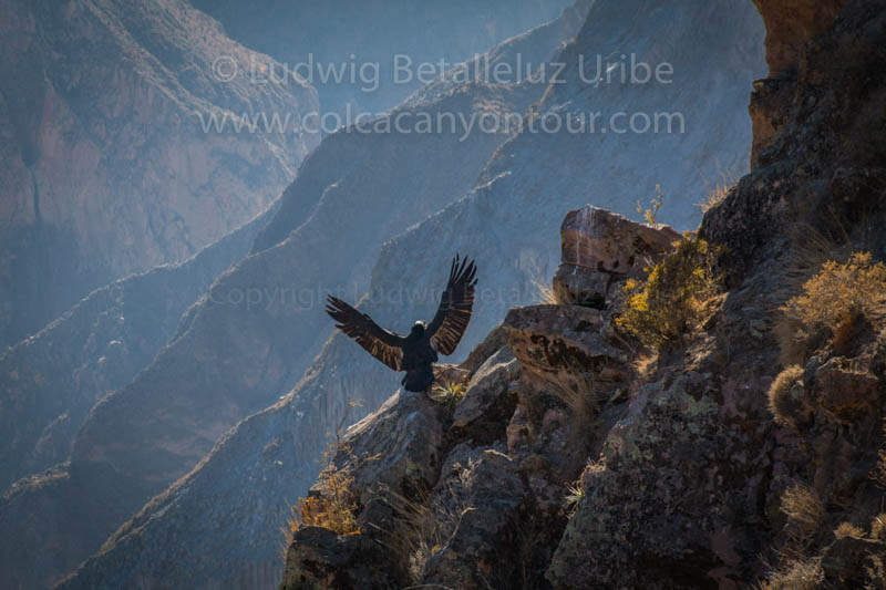 Cruz del Condor