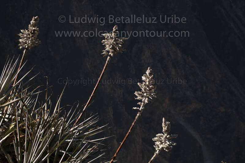 Visit Cruz del Condor