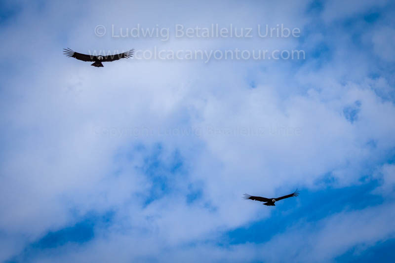 Best Tour Colca Condor