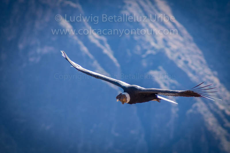 Condors Cabanaconde