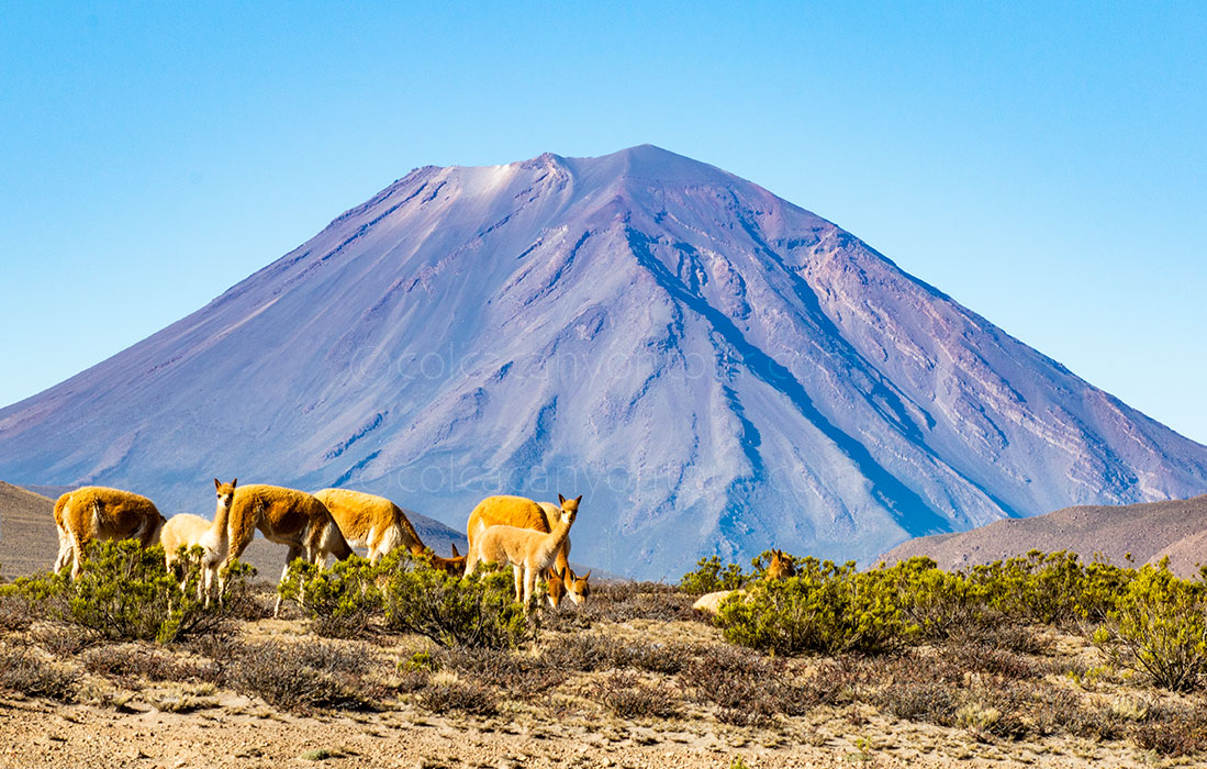 Fast Visit Colca and Puno