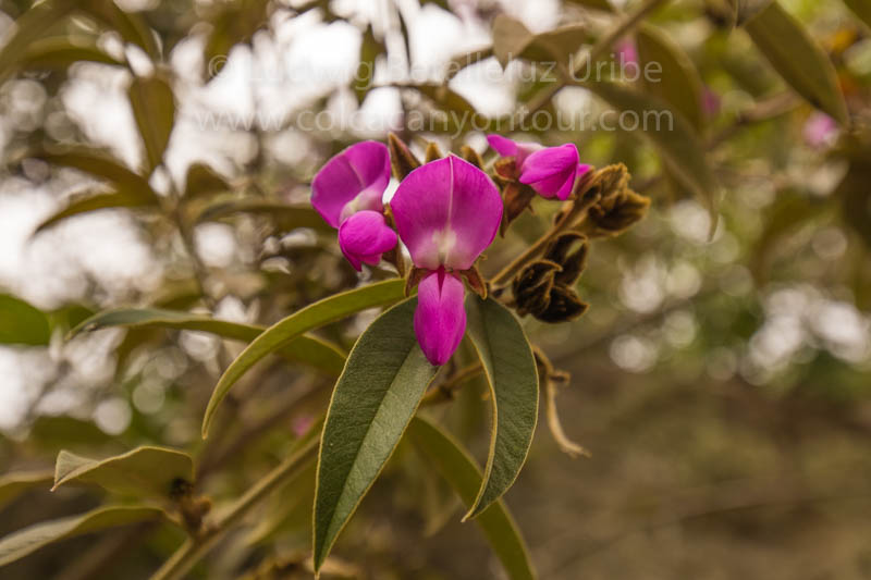 Inca Trail Flora