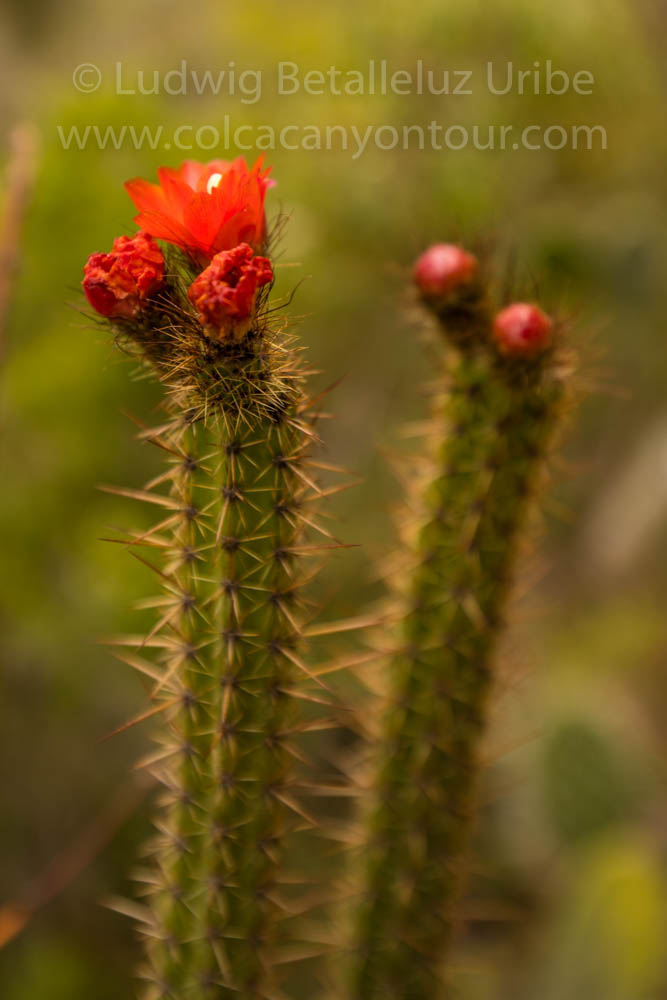 cactus Inca Trail