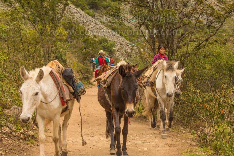 Porters at Inca Trail