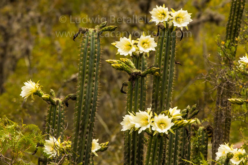 Cactus Inca Trail