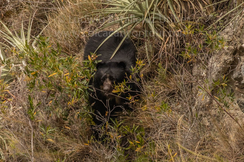 Andean Bear at Inca Trail