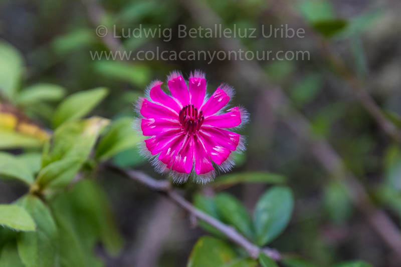 Flora Inca Trail