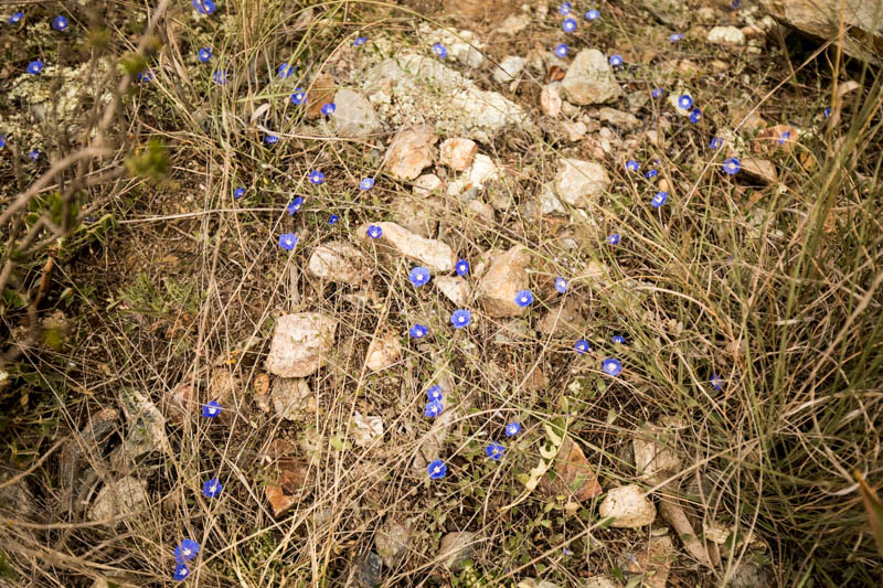 Flora Inca Trail
