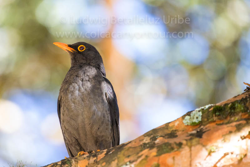 Bird on a tree - Inca Trail