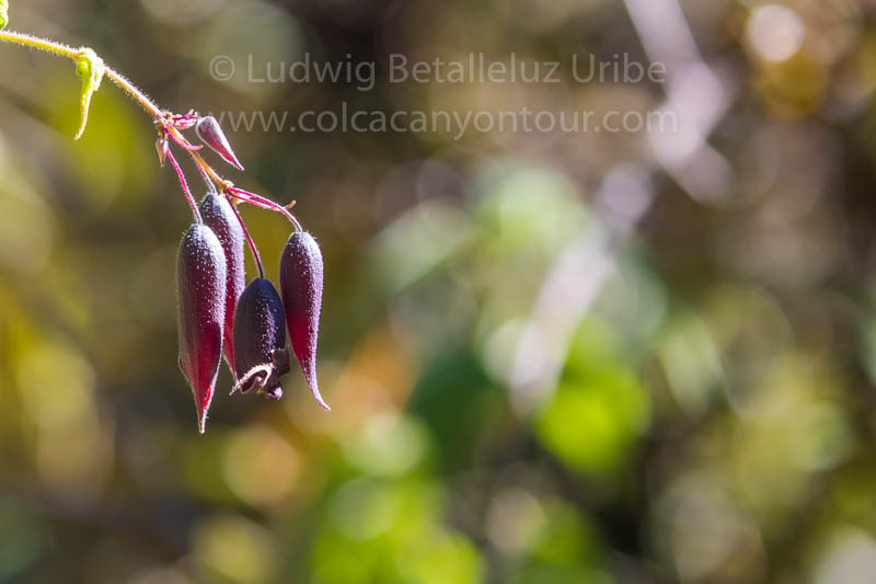 Flower at Inca Trail