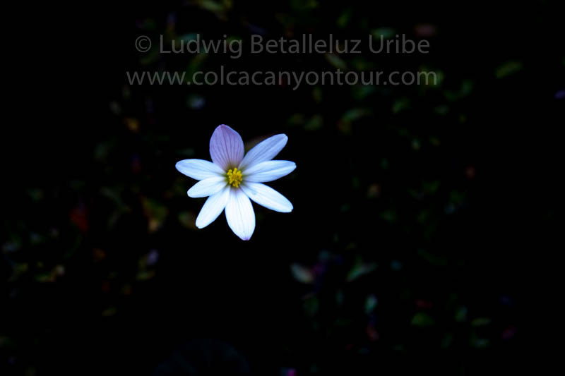 Flowers at Inca Trail