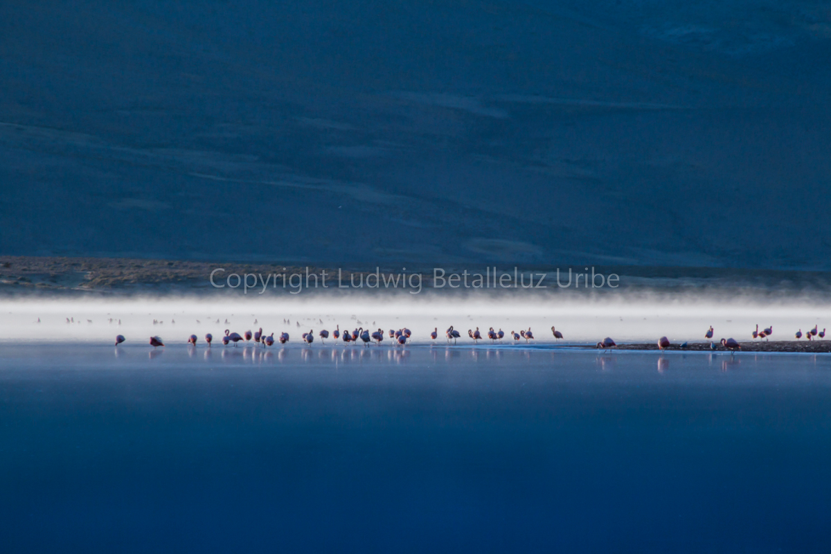 flamingos at Mucurca ©lrbu
