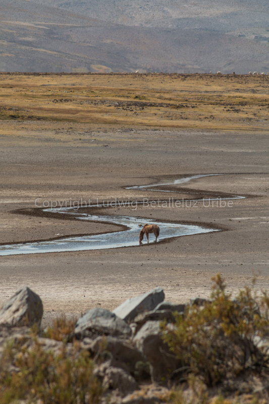 Wild horse - Mucurca - Cabanaconde ©lrbu