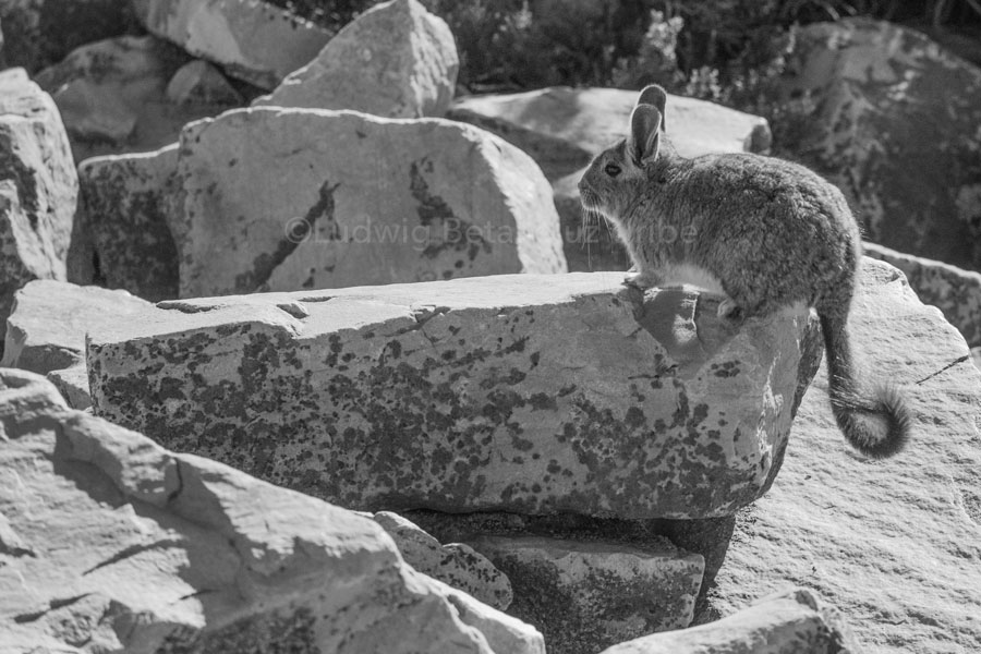 Colca Canyon fauna