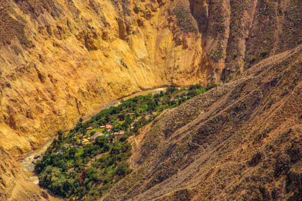 Palmeras Losge Colca