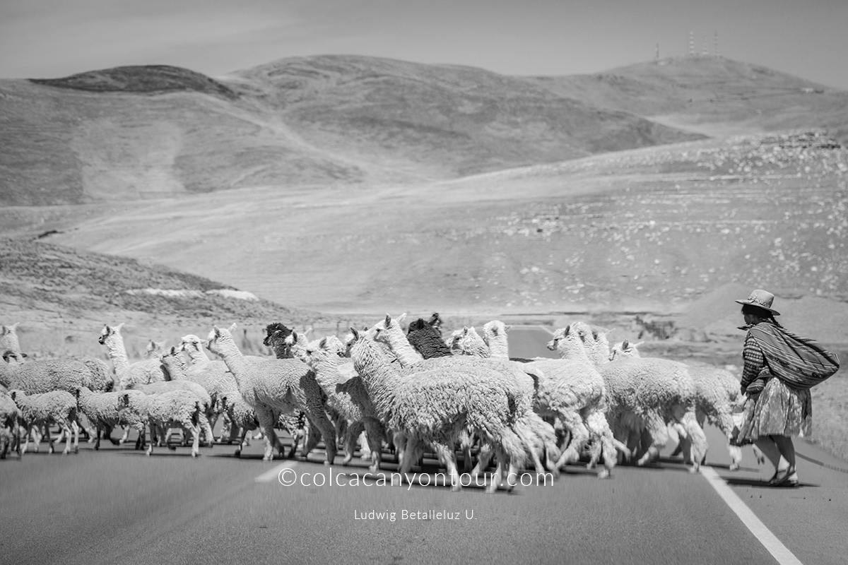 local transport colca to cusco 