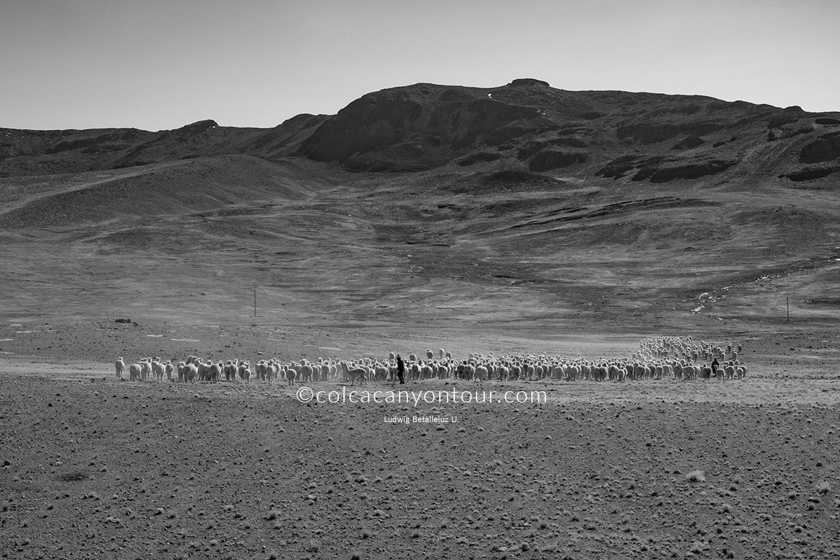 daily departure cabanaconde to cusco 