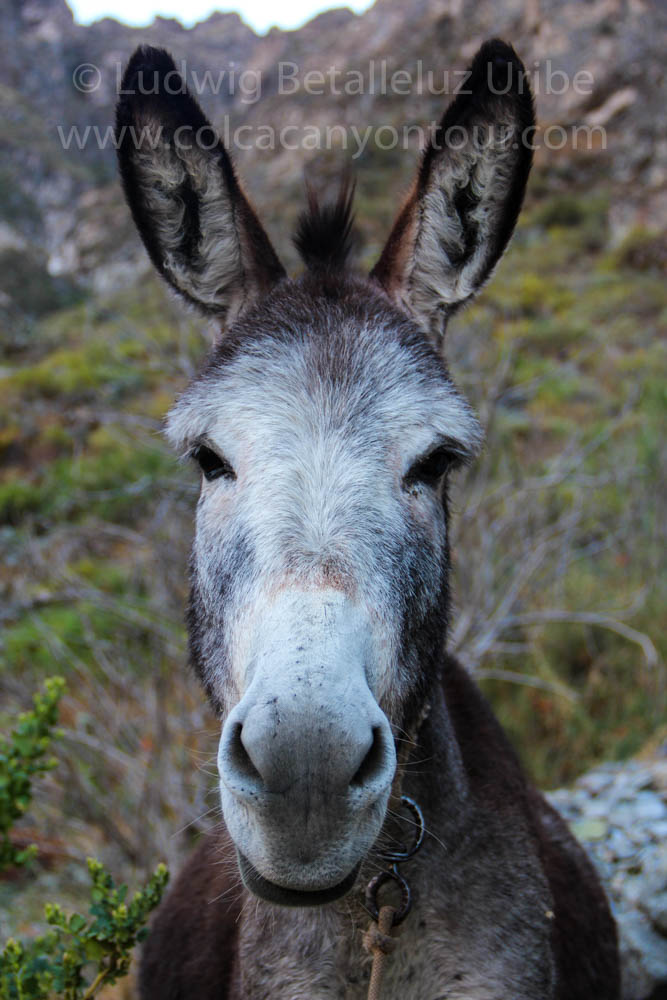 Best hike Fure Colca