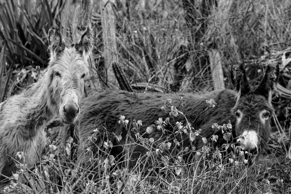 Mules at Fure