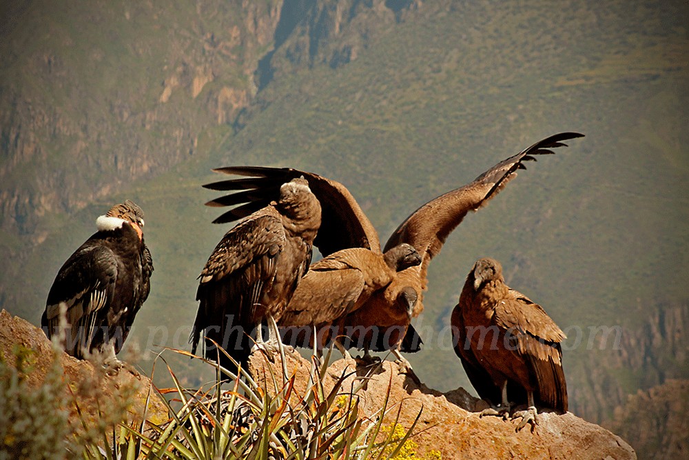 Cruz del Condor